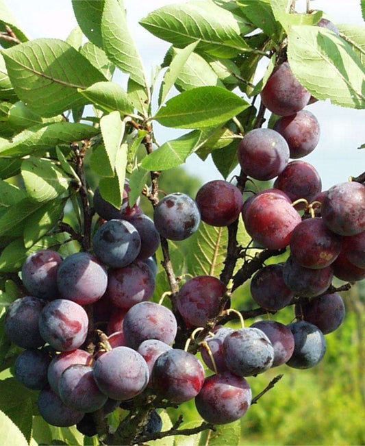  Jubileum European Plum