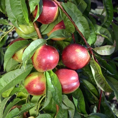  Kreibich Nectarine