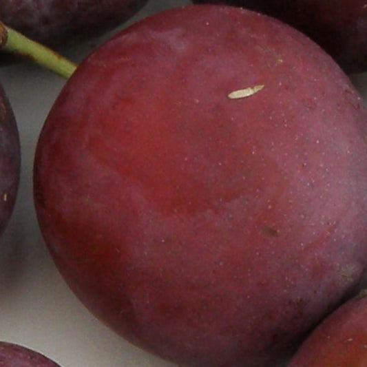  Monsieur Hatif European Plum