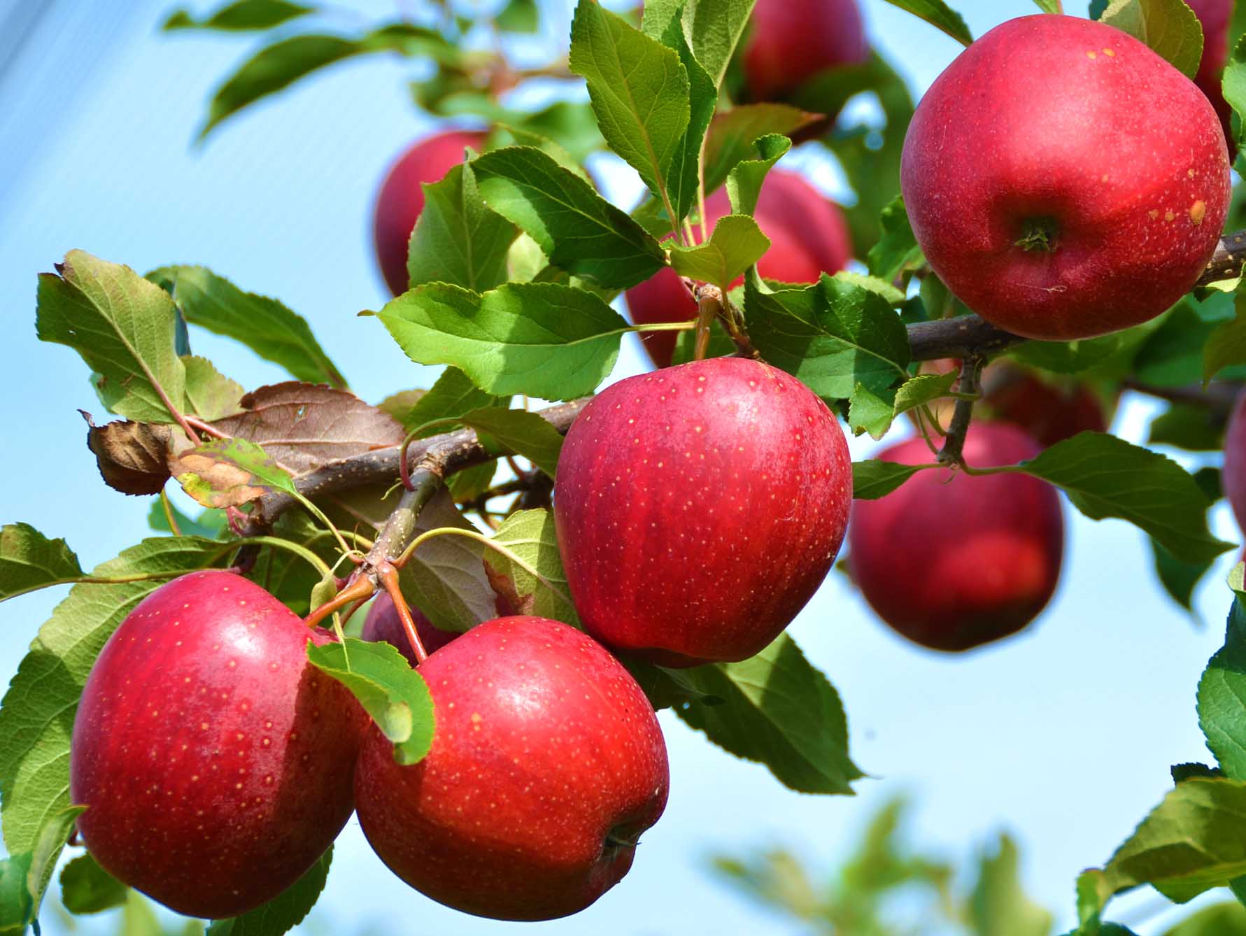  Northern Spy Apple