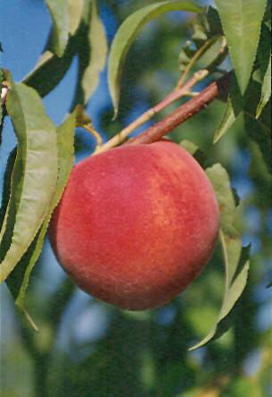 Early Redhaven Peach