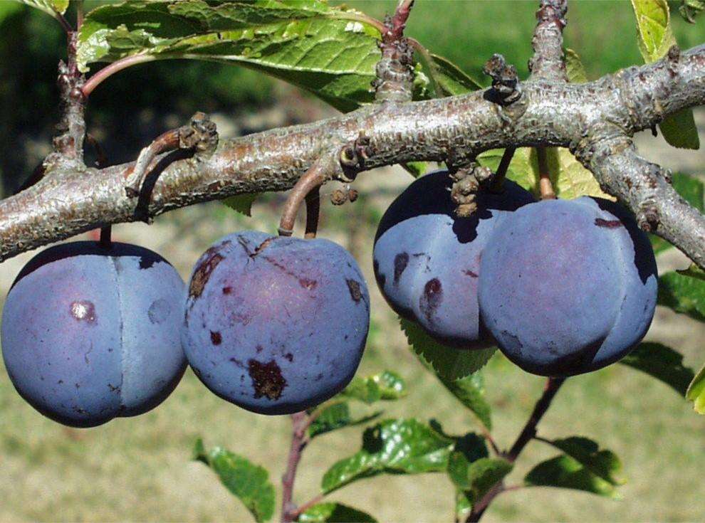 Purple Gage European Plum