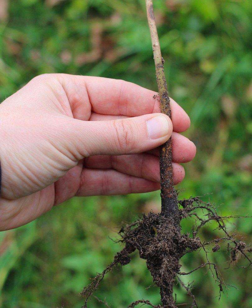  OHxF 333 Pear Rootstock