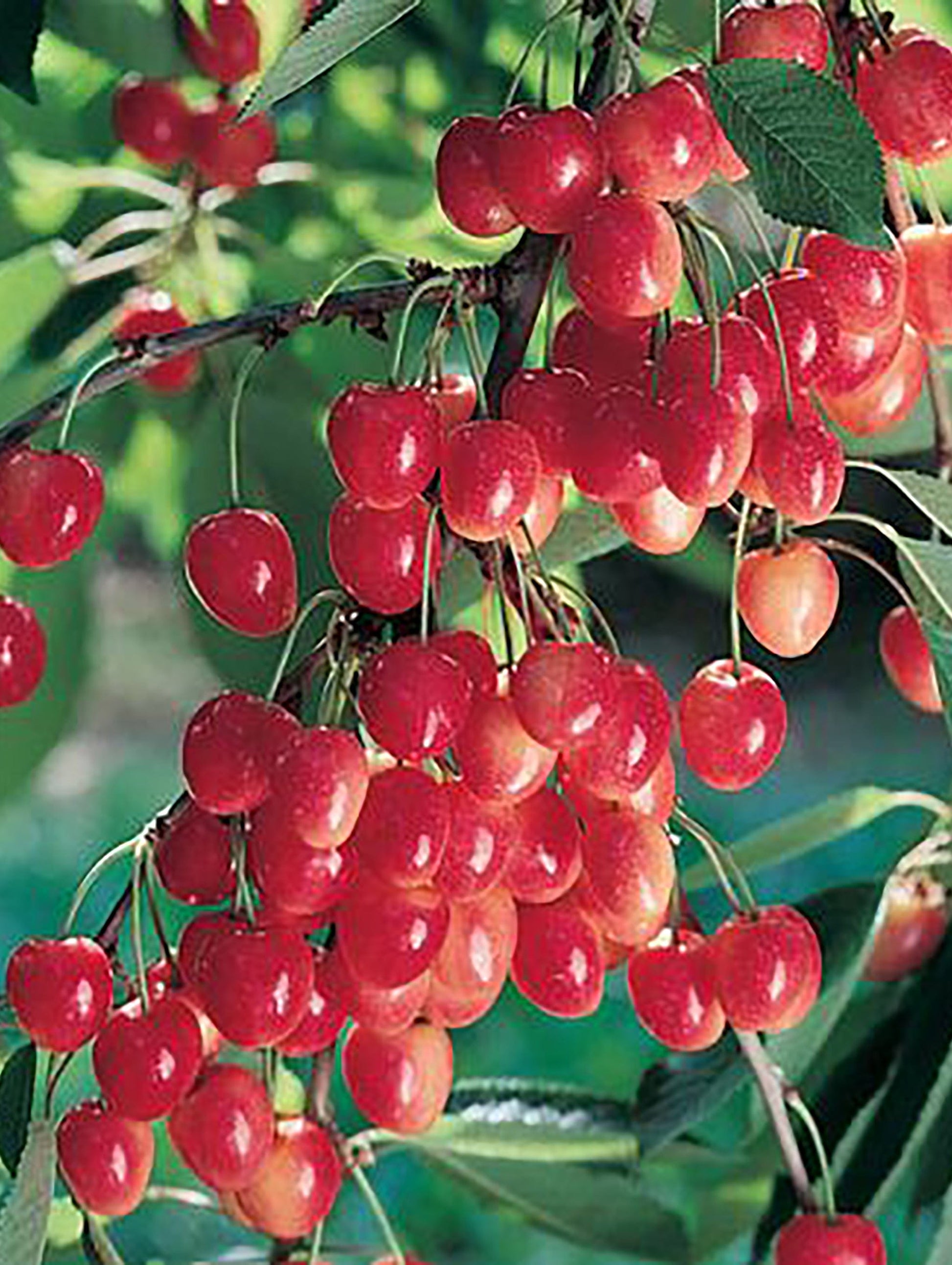  Royal Ann Cherry