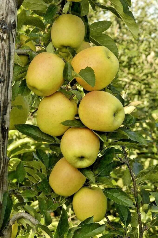  Golden Treat™ Urban™ Columnar Apple