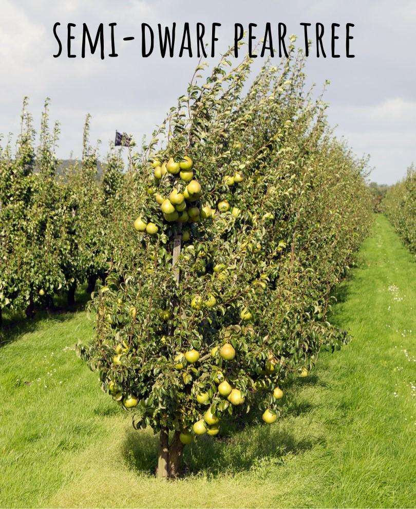  Yellow Huffcapp European Perry Pear