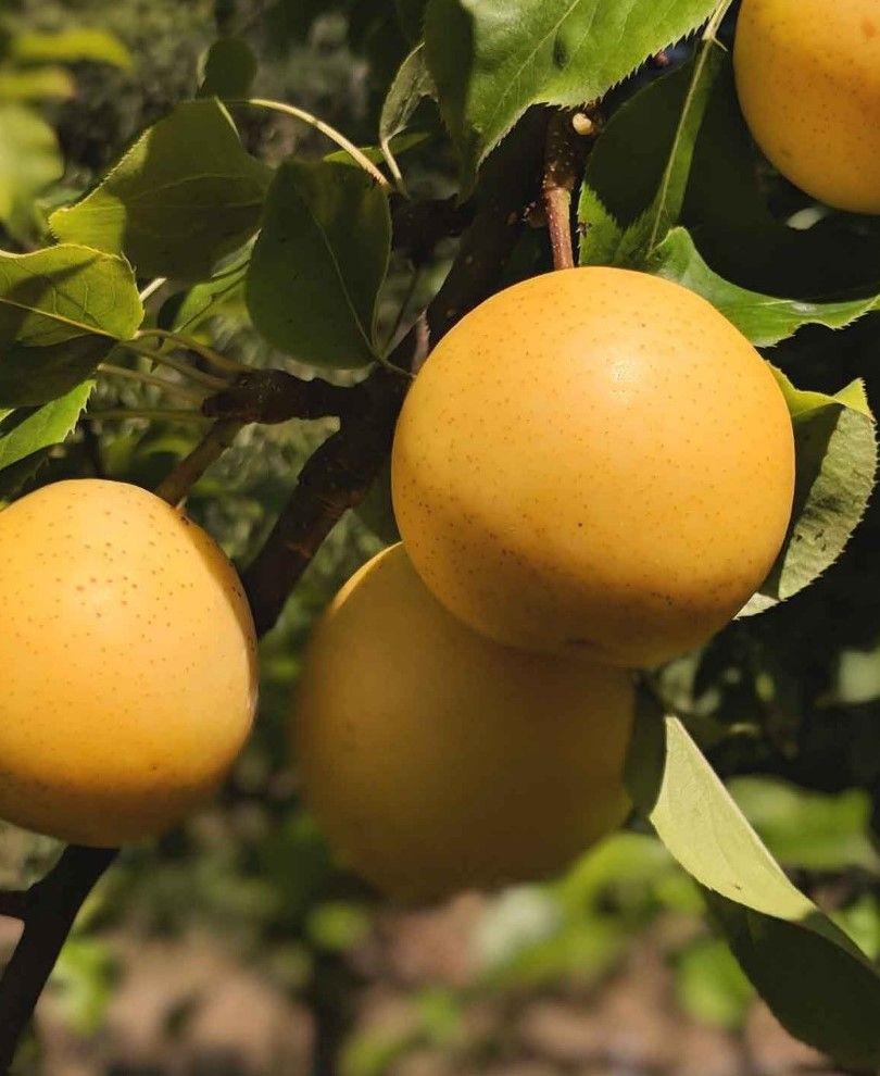  Combo Asian Pear Tree (3 Varieties)