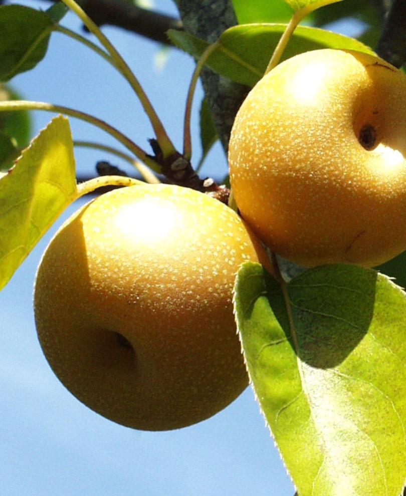 Shinsui Asian Pear