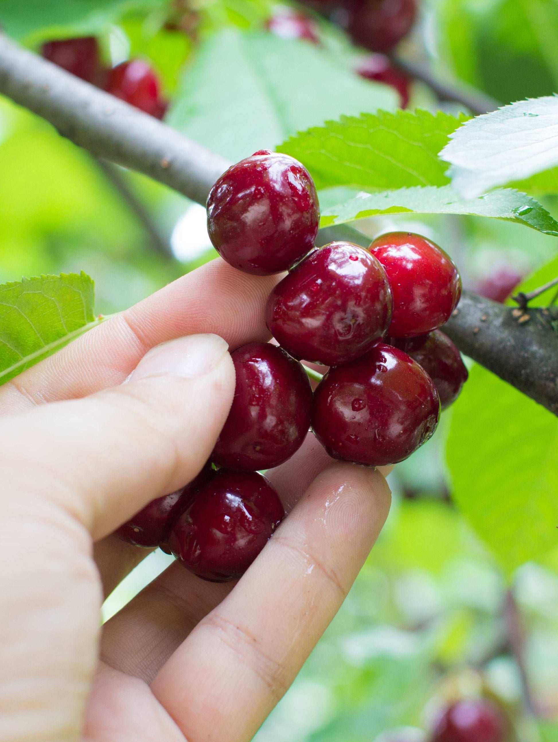  Combination Cherry Tree (4 Varieties)