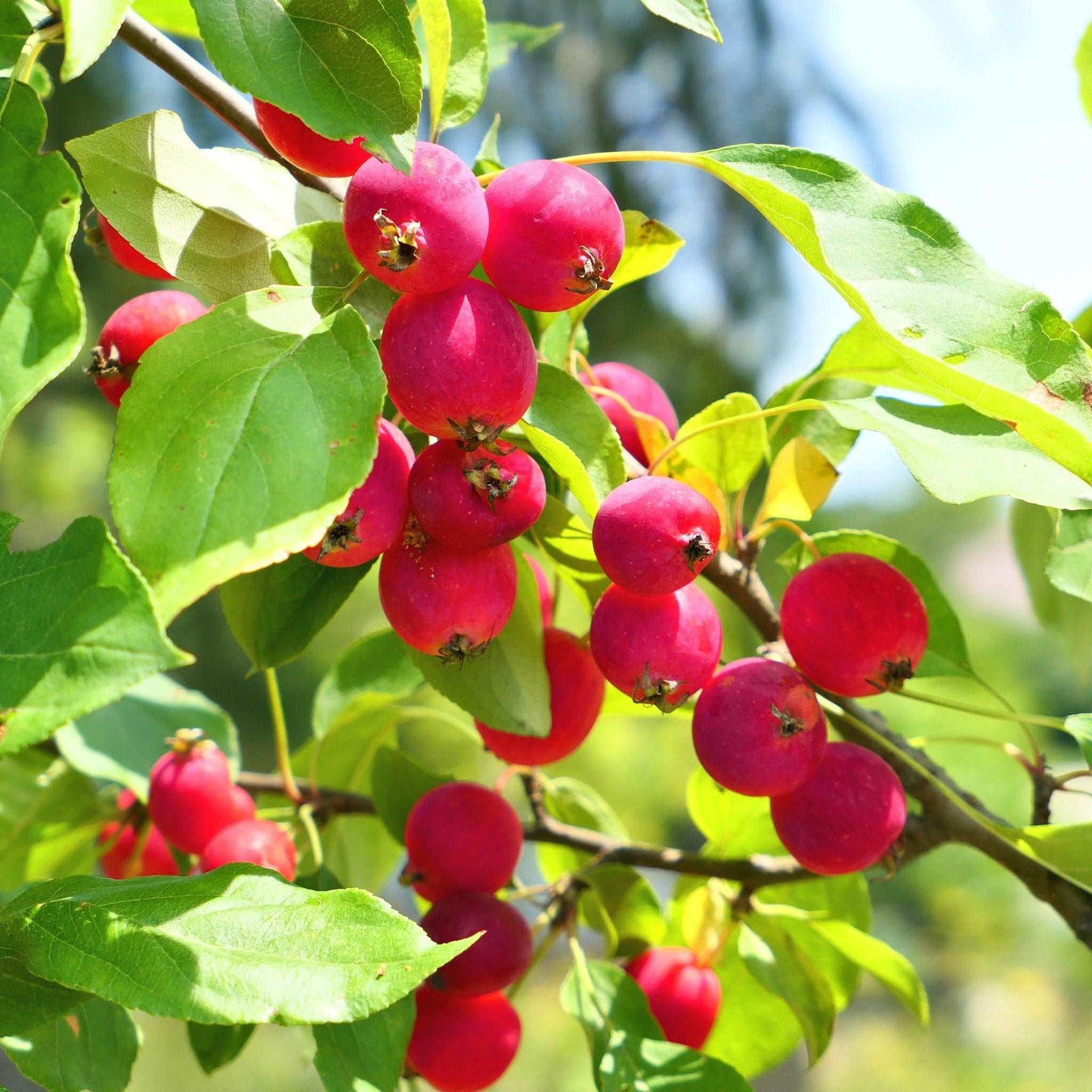  Dolgo Crabapple