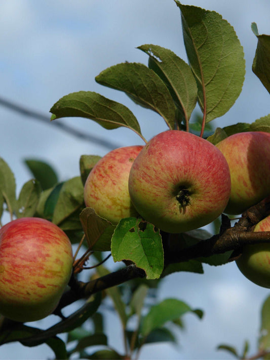  Rubinette Apple