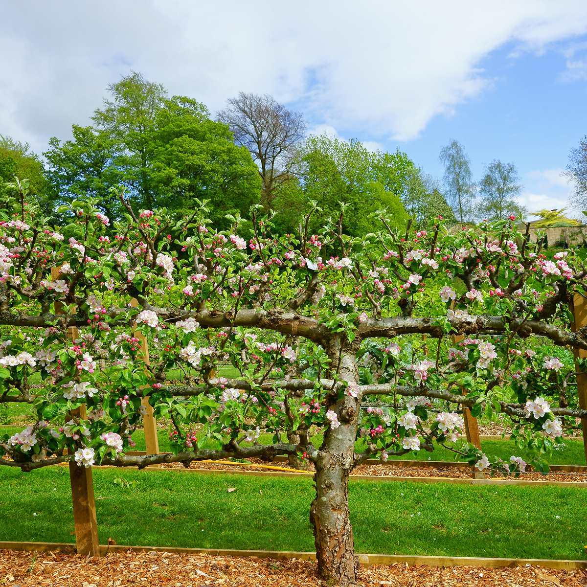  2 Tier Apple Espalier Combo Tree (2 Varieties)