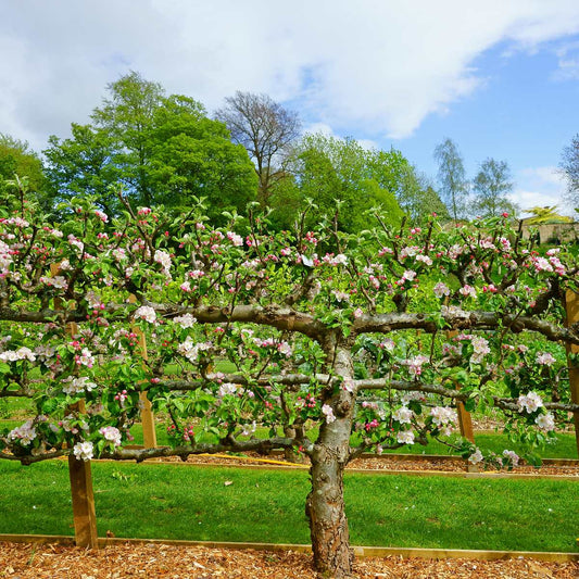  3 Tier Apple Espalier Combo Tree (3 Varieties)