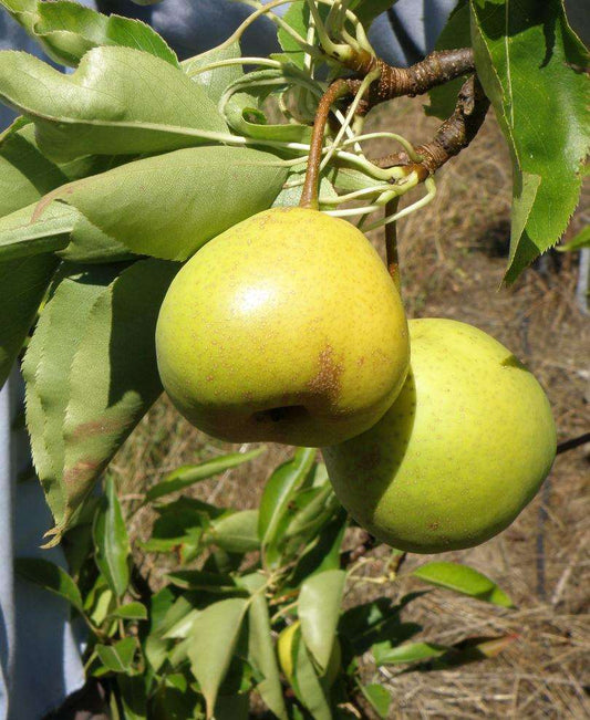  Awesome Asian Pear Bundle No. 2
