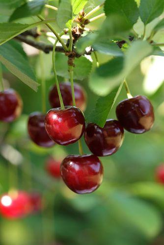  Hudson Cherry