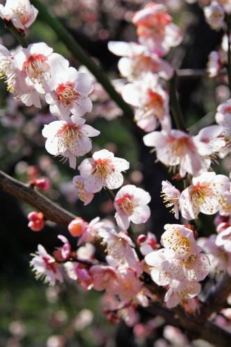  Bungo Flowering Apricot