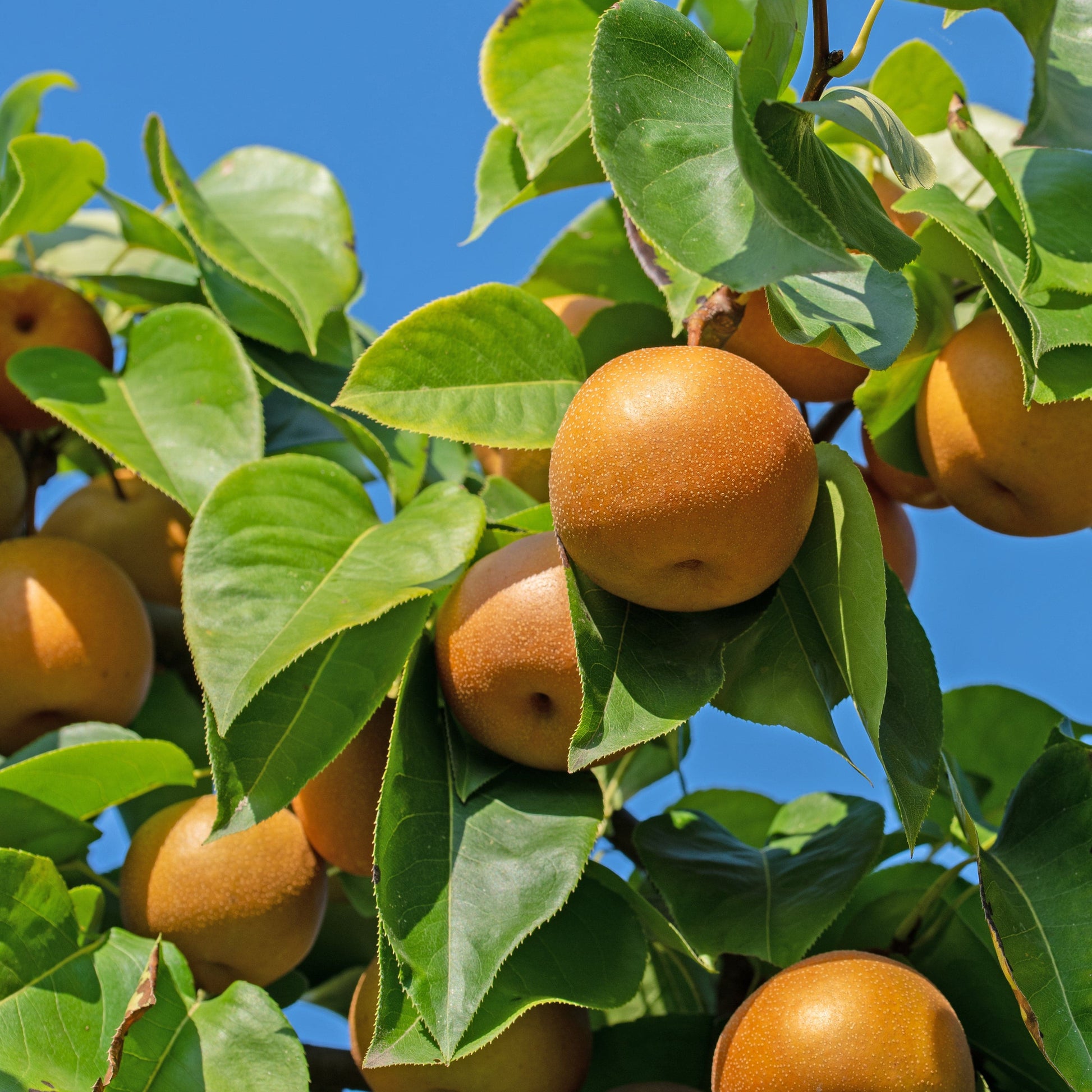  Combination Asian Pear (3 Varieties)/Semi Dwarf