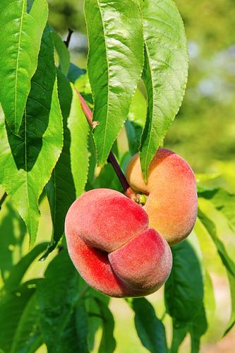  Saturn Peach