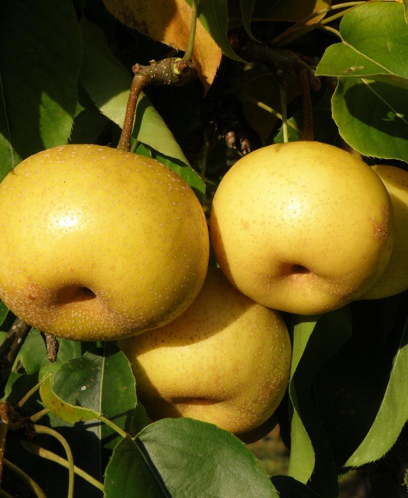 Kikisui Asian Pear