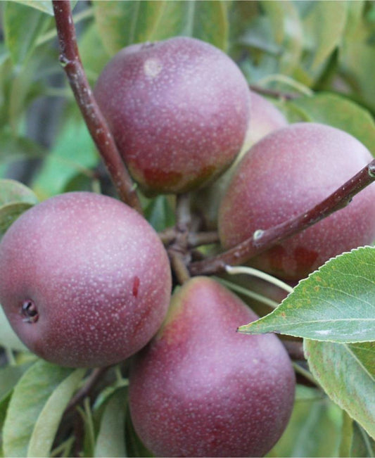  Seckel European Pear