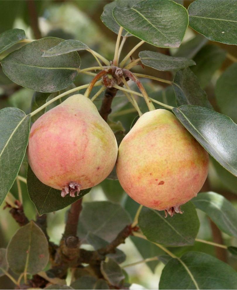  Summer Blood Birne European Pear