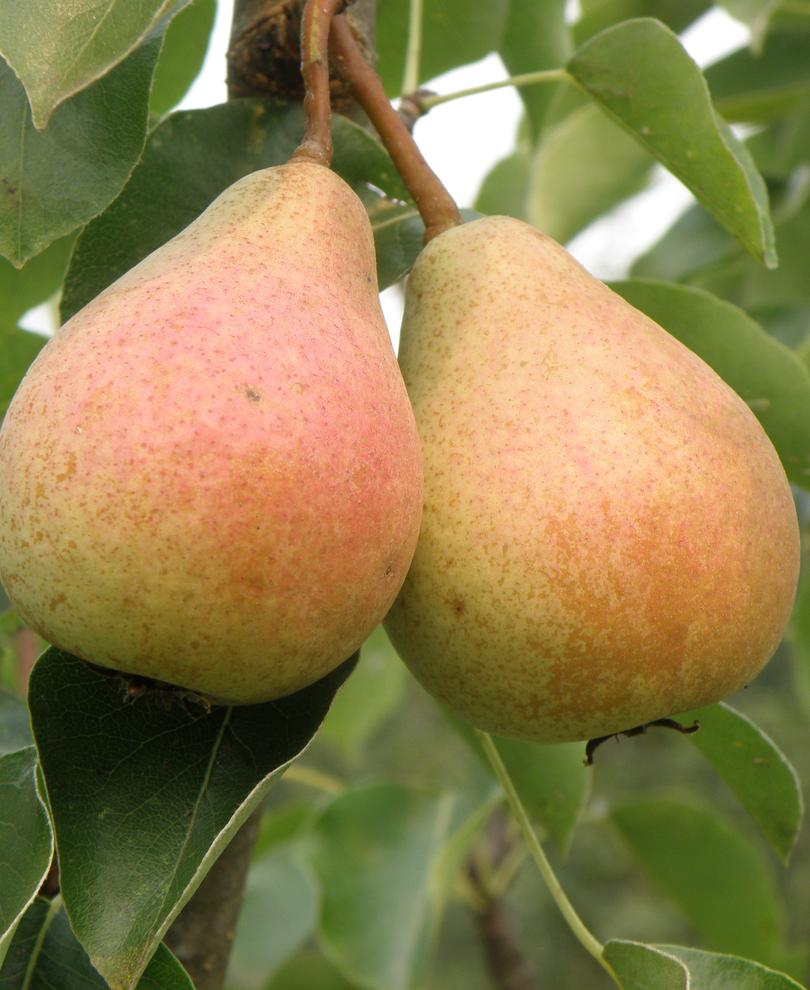  Stuttgarter Geishirtle European Pear