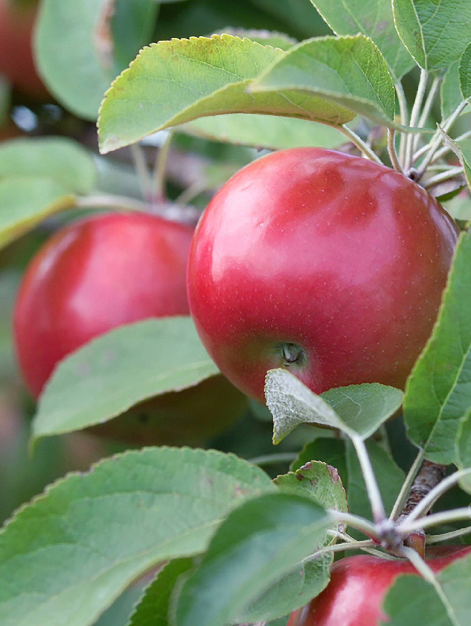  Snowsweet Apple