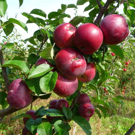  Spartan Apple
