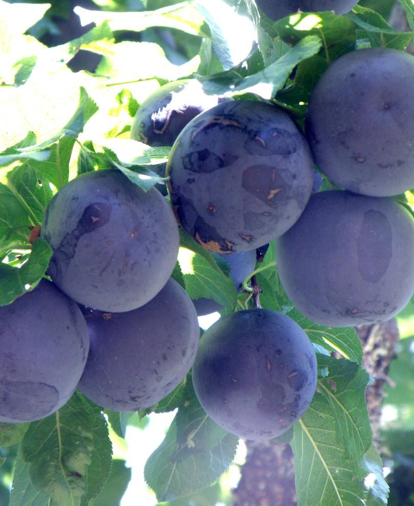  Sprite Asian Plum