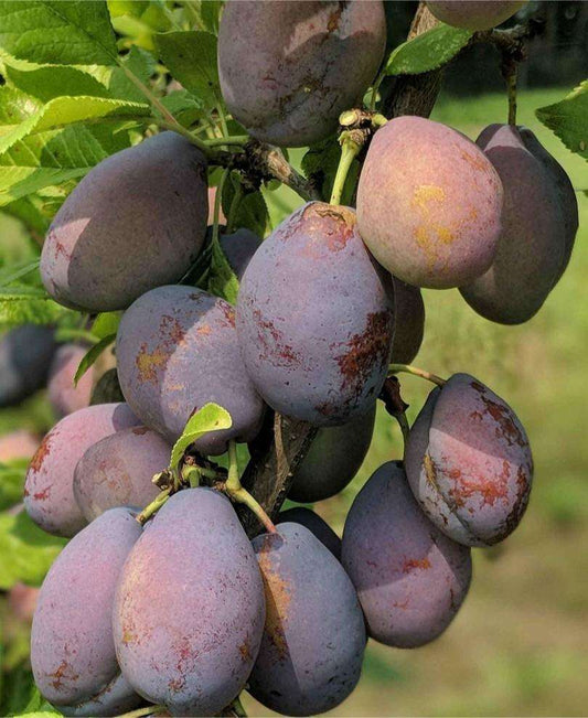  Stanley European Plum