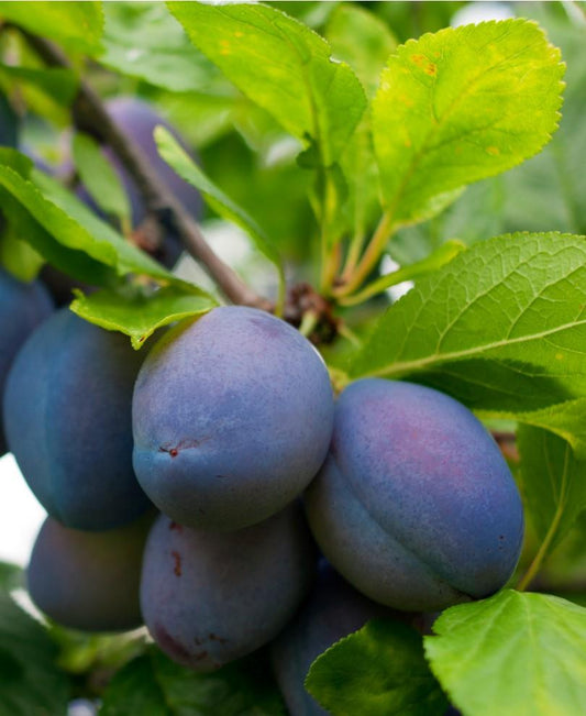  Combo European Plum Tree (5 Varieties)
