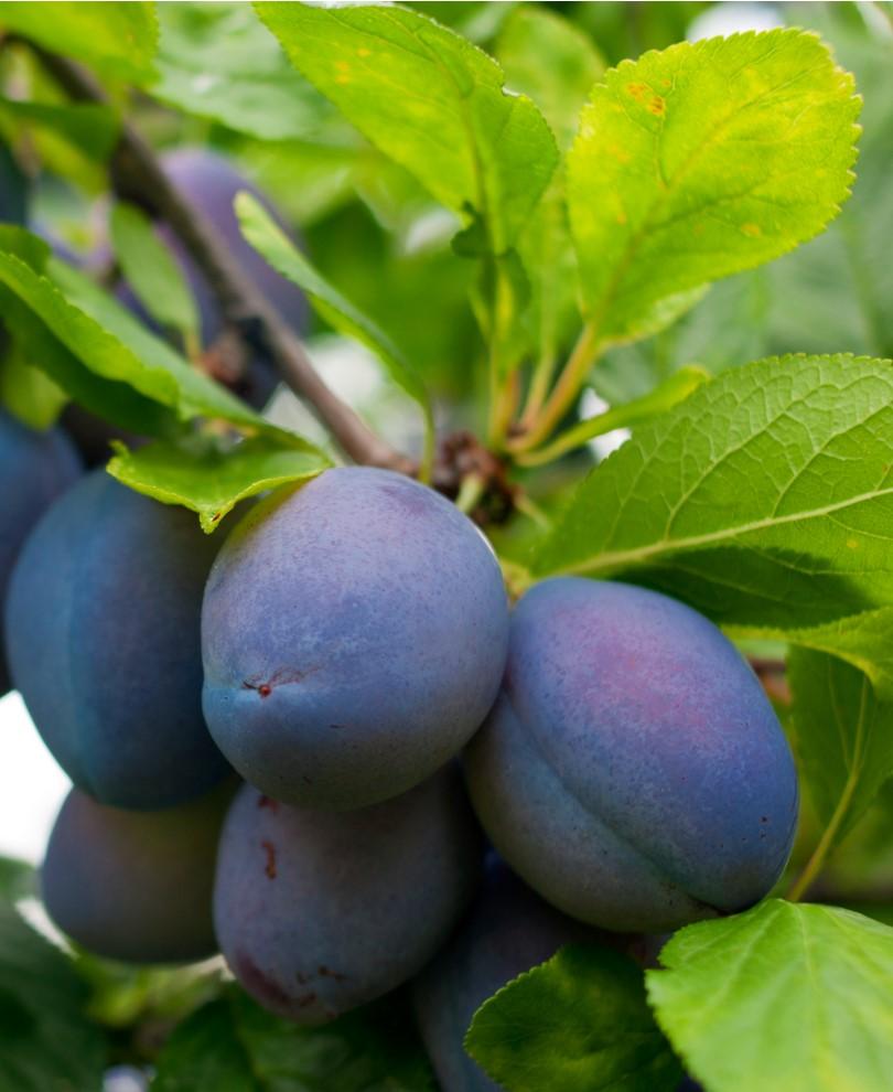  Combo European Plum Tree (3 Varieties)