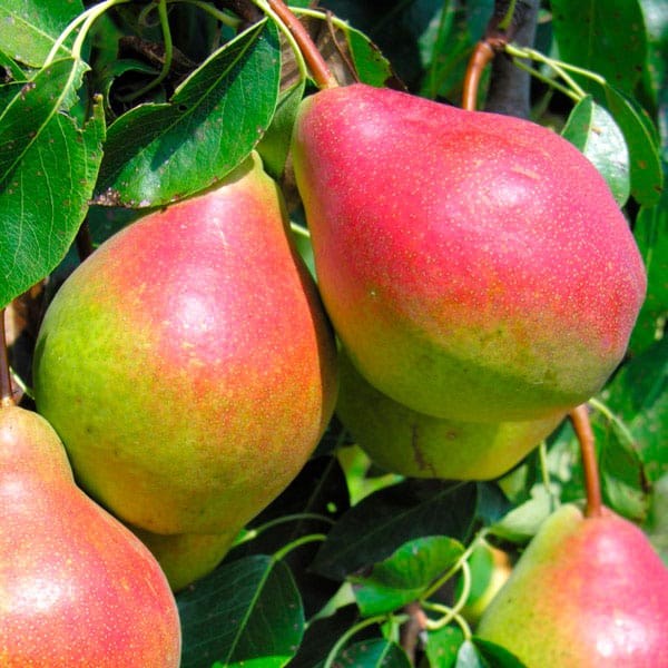  European Summer Pear Bundle No. 1