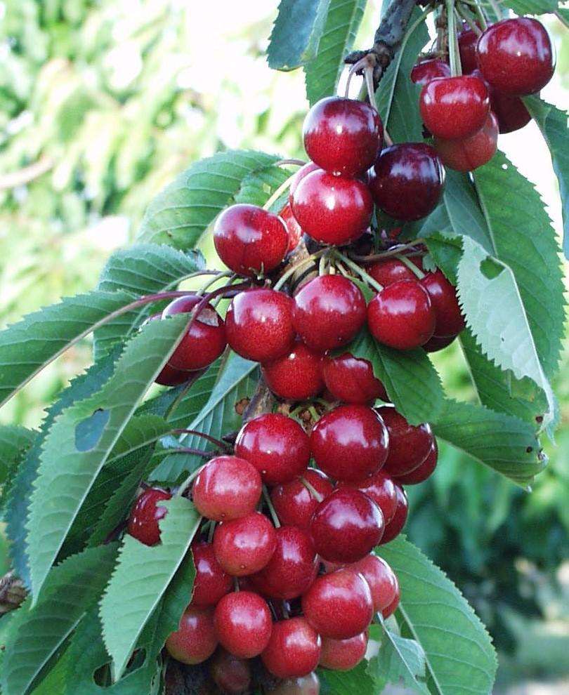  Sweetheart Cherry