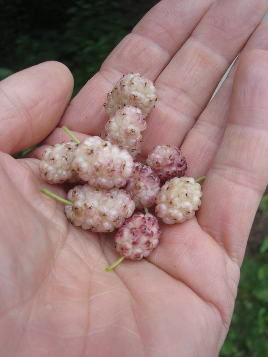  Sweet Lavender Mulberry