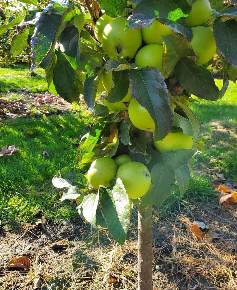  Tangy Green™ Urban™ Columnar Apple