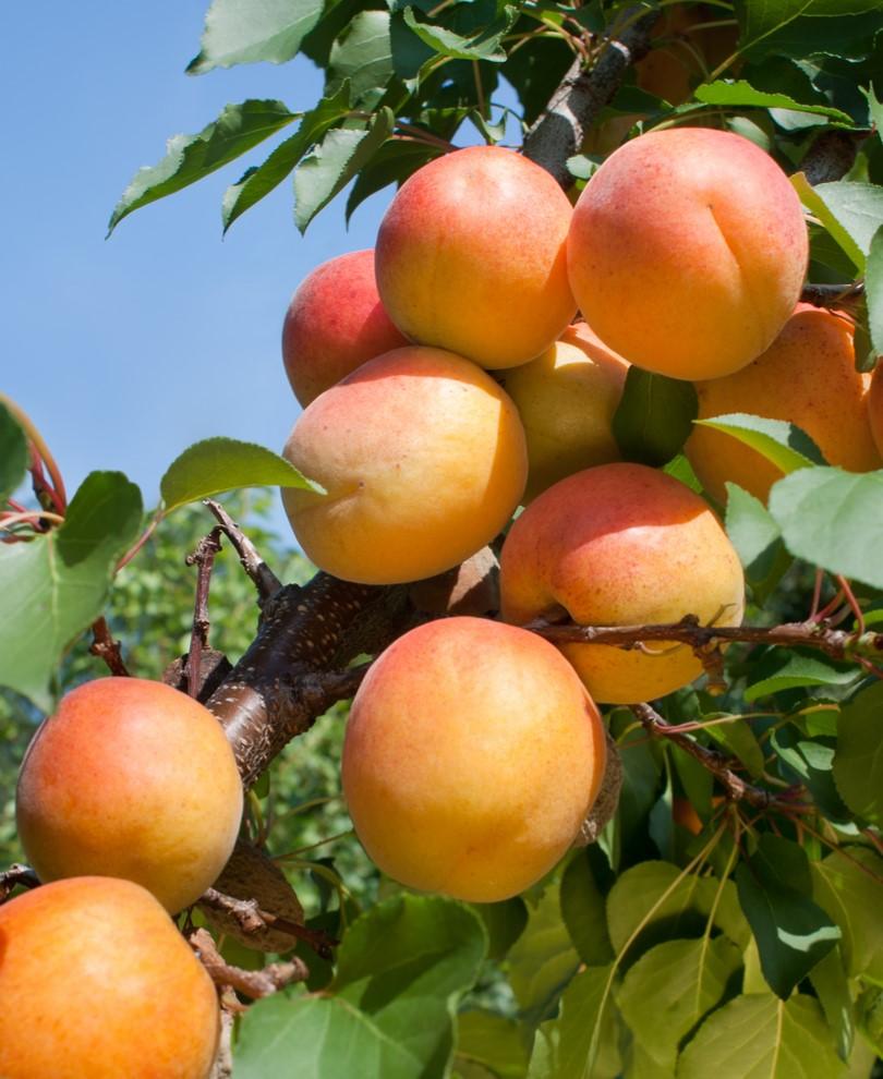  Tomcot Apricot