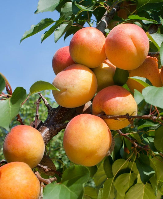  Tomcot Apricot