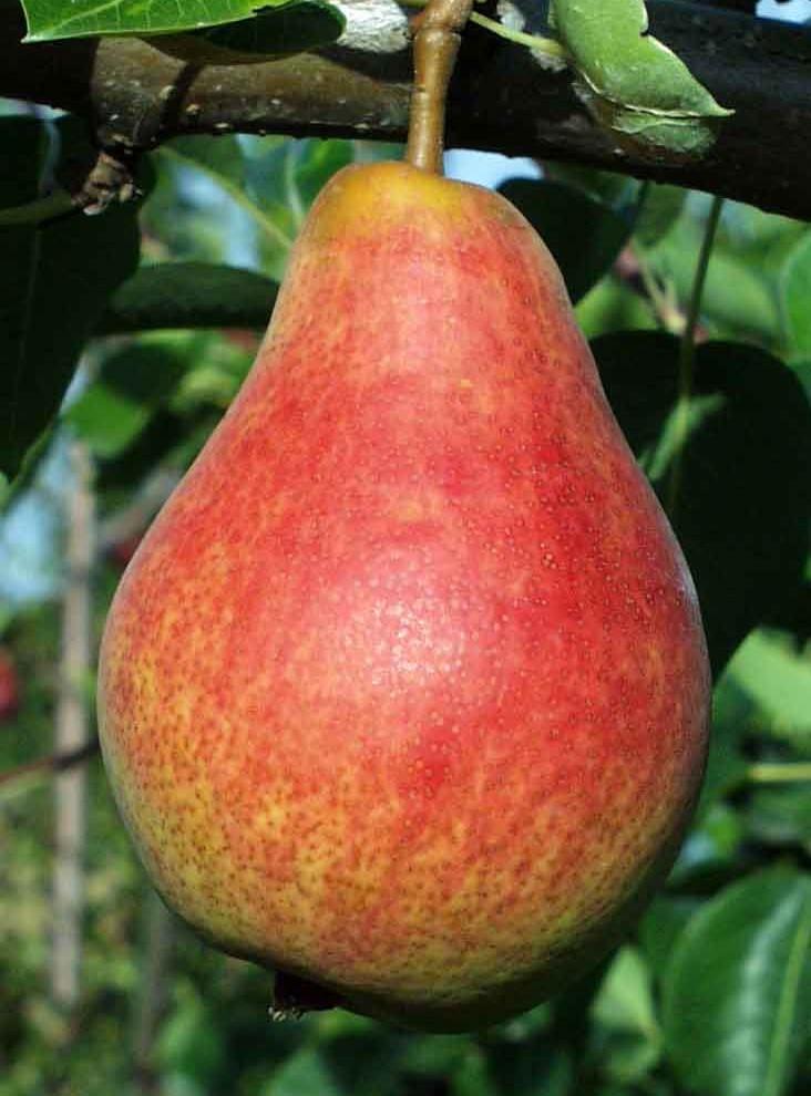  Combo European Pear Tree (5 Varieties)